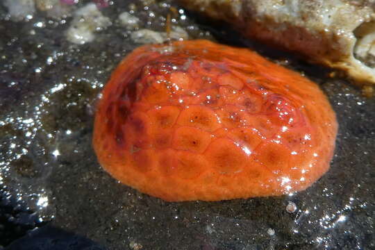 Image of armoured sea cucumber