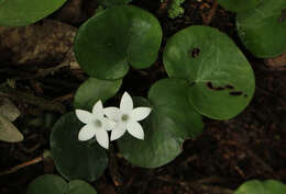 Image of Geophila renaris De Wild. & T. Durand