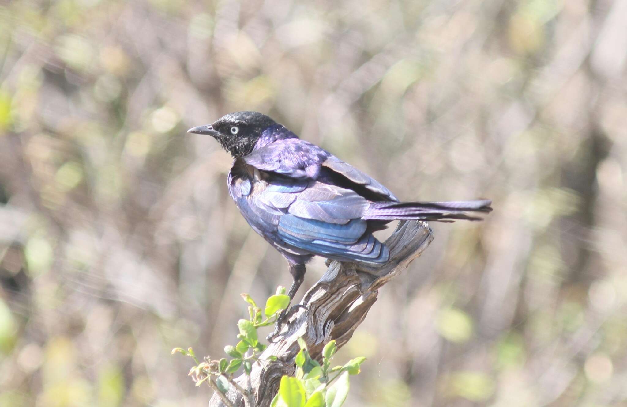 Image of Rueppell's Glossy-Starling