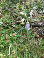 Image of Bearded Bellflower