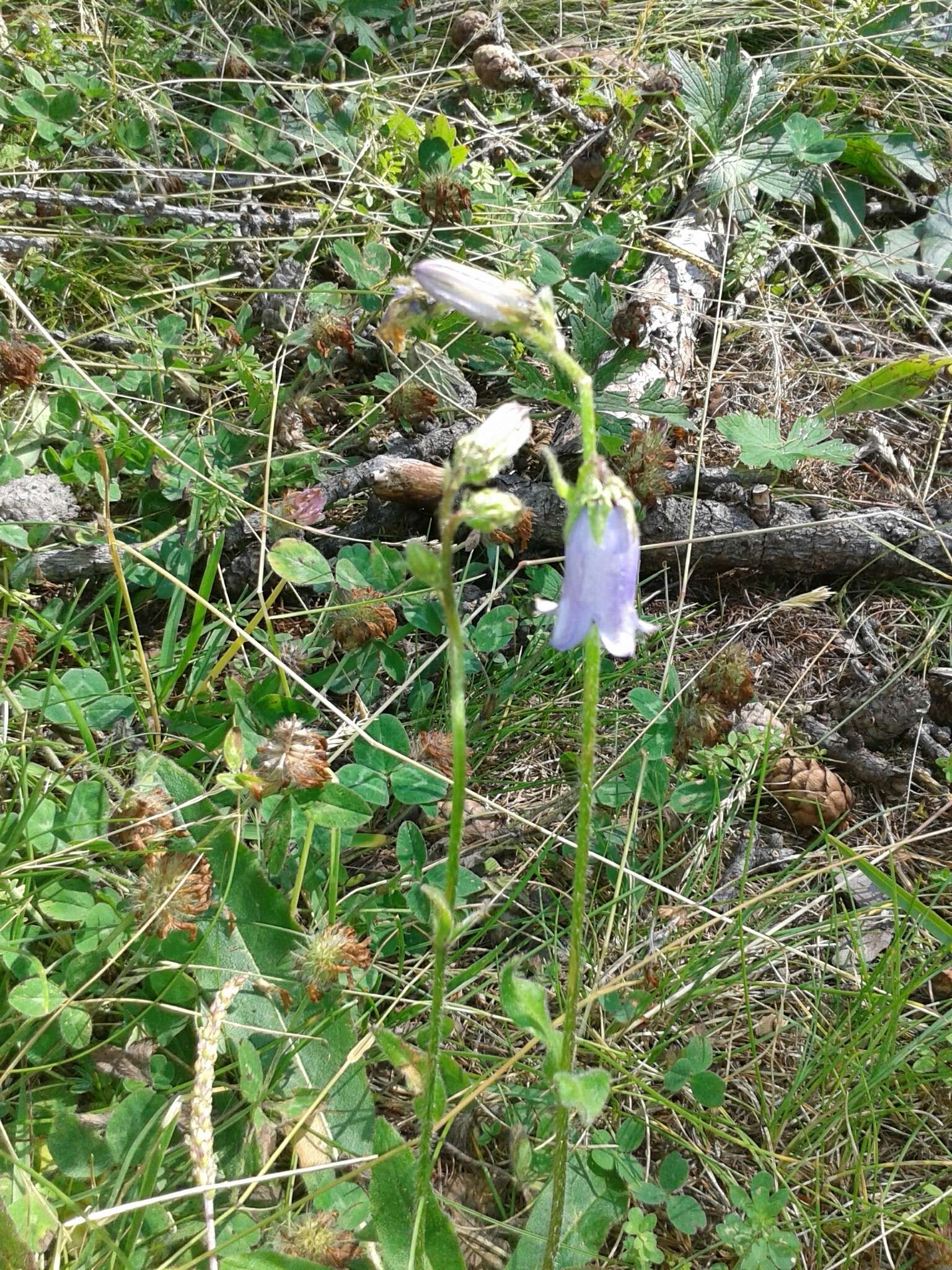 Image of Bearded Bellflower