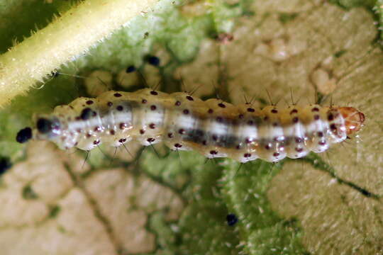 Image of Epermenia chaerophyllellus Goeze