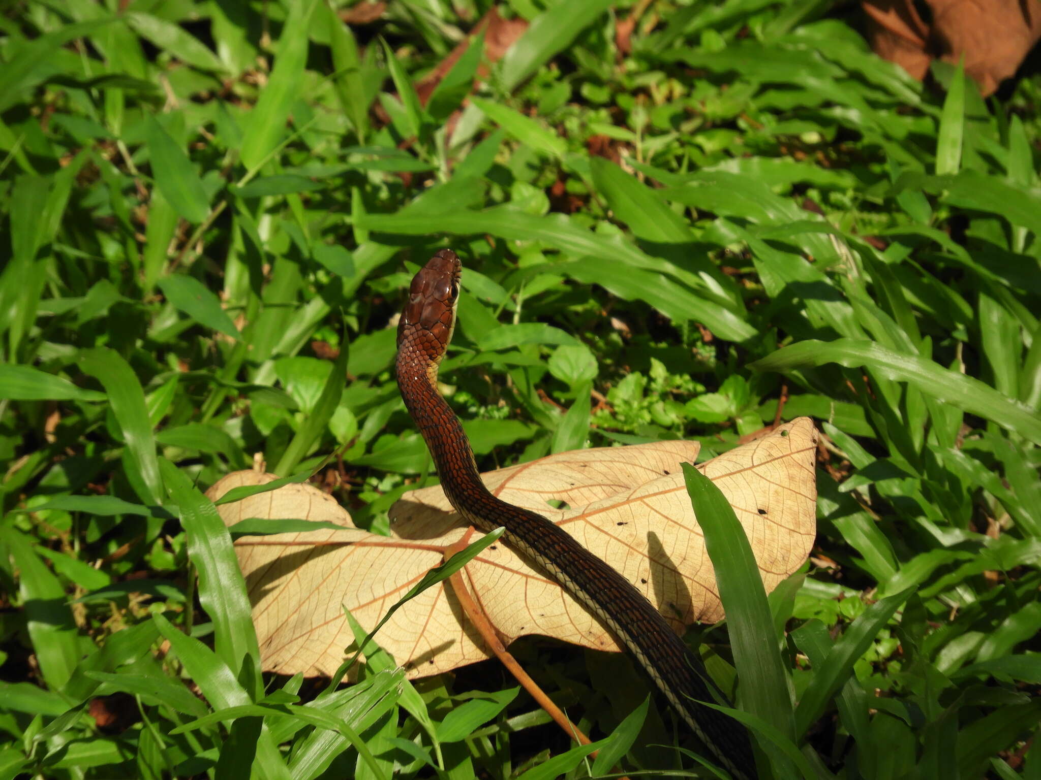 Image of Dendrelaphis caudolineatus (Gray 1834)