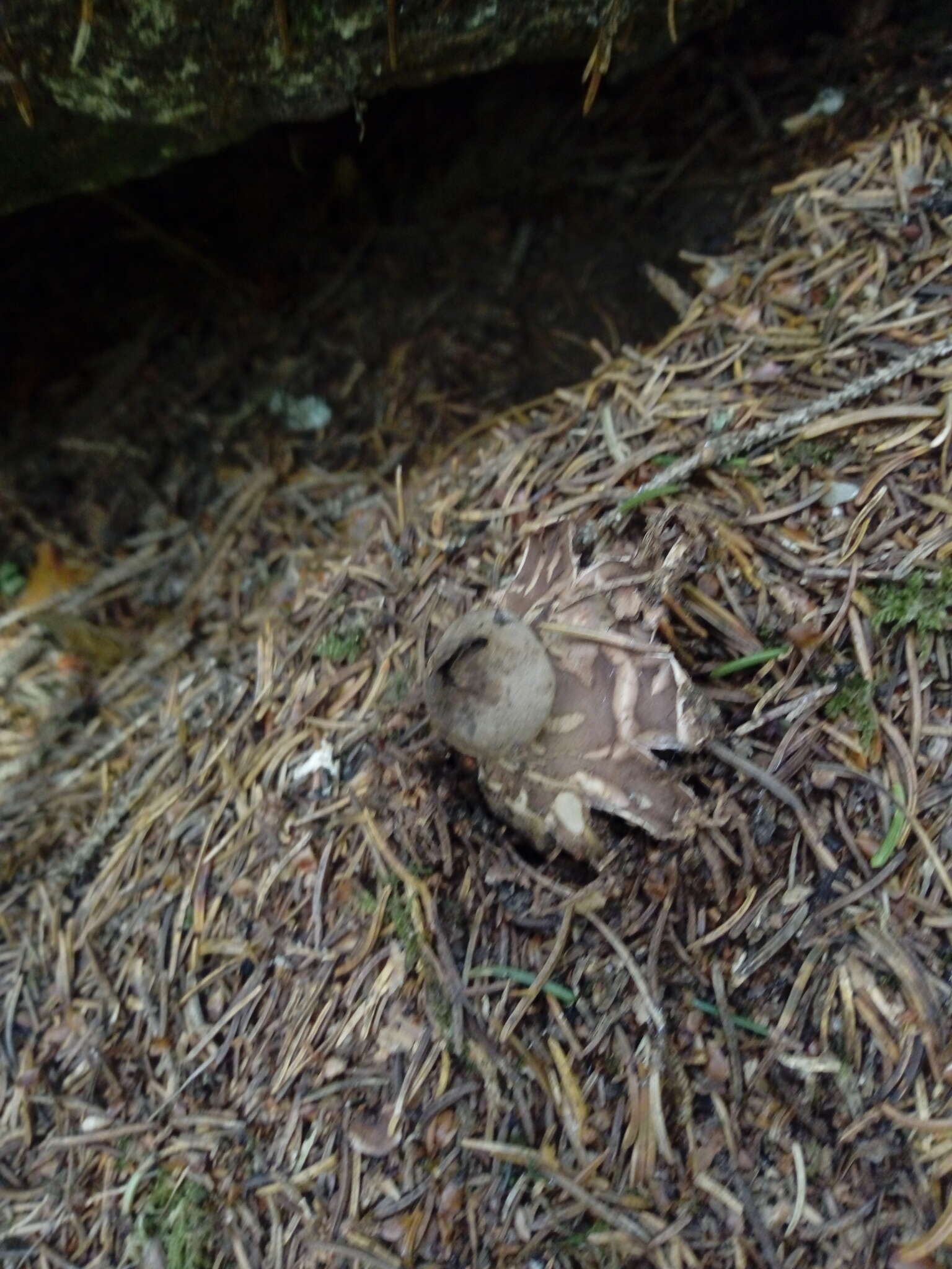 Image of Red-brown Earthstar