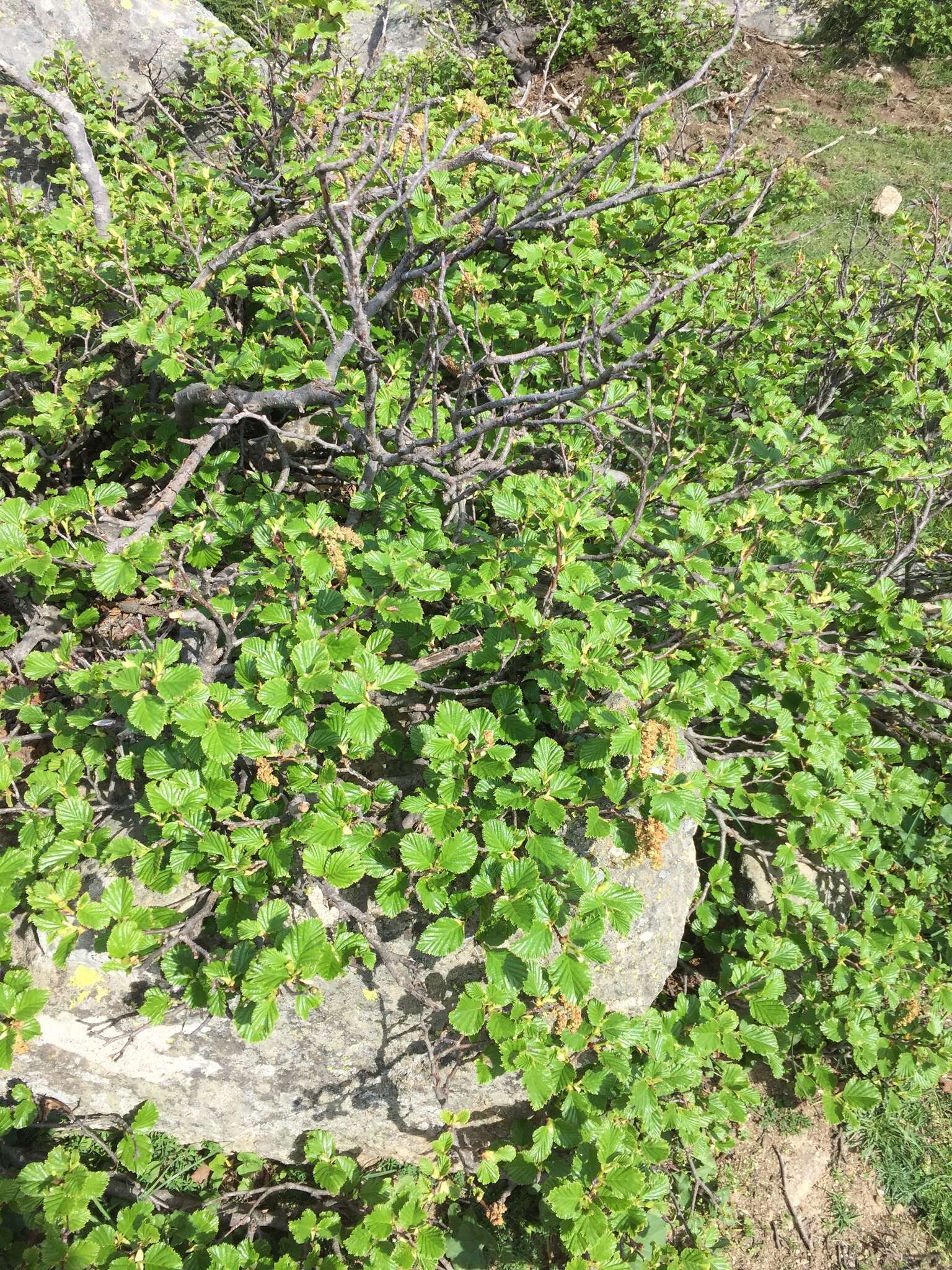 Imagem de Alnus alnobetula subsp. suaveolens (Req.) Lambinon & Kerguélen