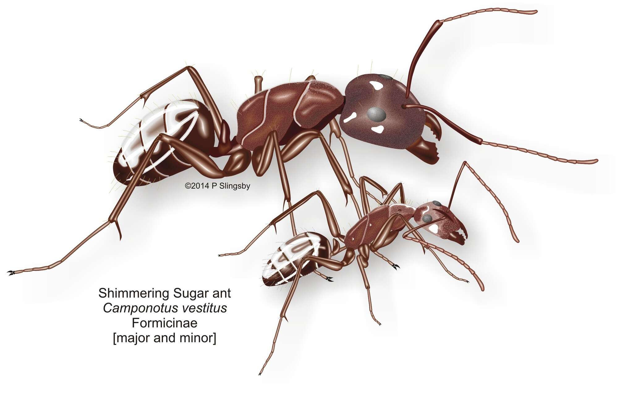 Image of Camponotus vestitus pectitus Santschi 1930
