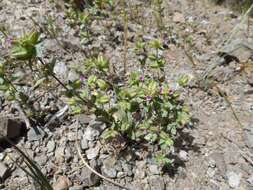 Image of Rattan's monkeyflower