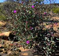 Ruschia lapidicola L. Bol. resmi