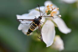 Image of Synanthedon theryi Le Cerf 1916