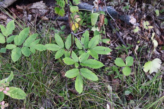 Image of Angelica cincta H. Boiss.