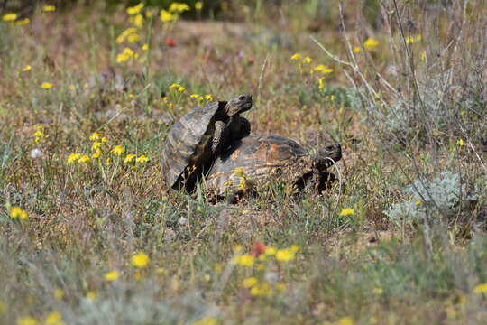 Image of Testudo graeca ibera Pallas 1814