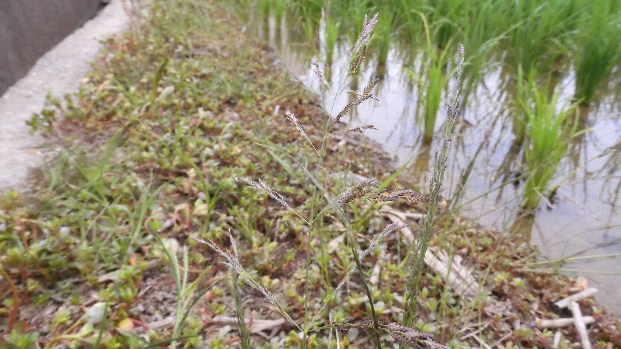 Image of Indian lovegrass