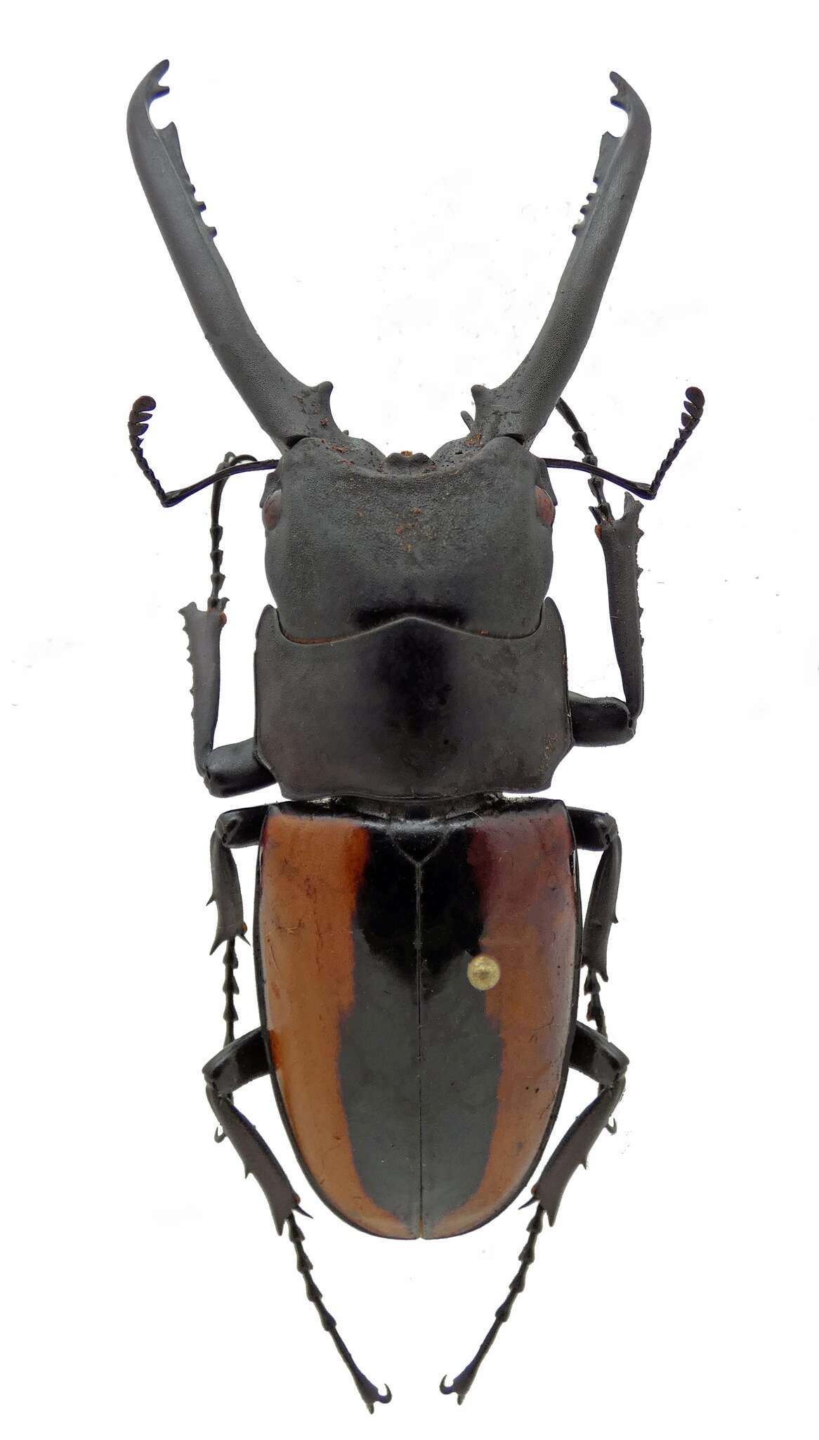 Image of Prosopocoilus fruhstorferi fruhstorferi