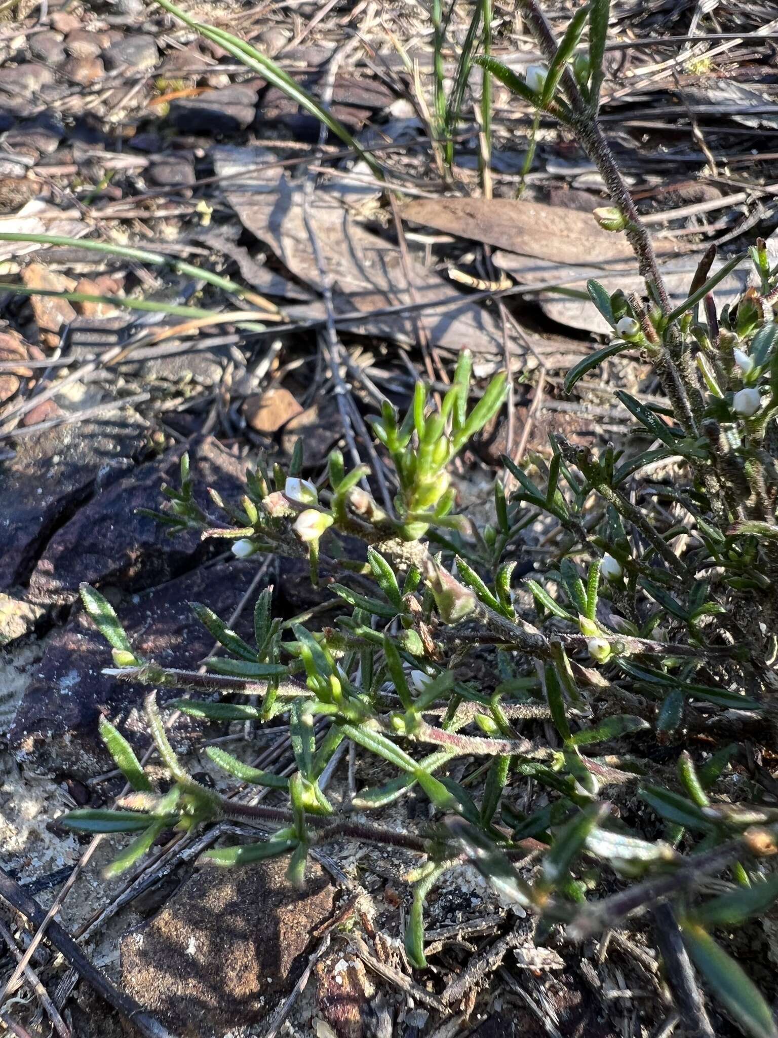 Image of Cyanothamnus rigens