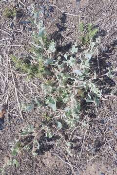 Plancia ëd Chenopodium prostratum Bunge ex Herder