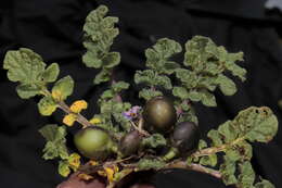 Image of Solanum acaule Bitter