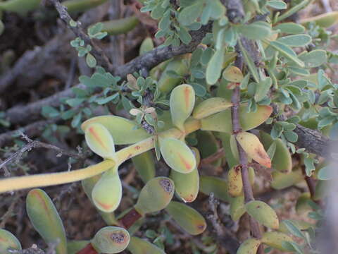 Слика од Crassula rogersii Schönl.