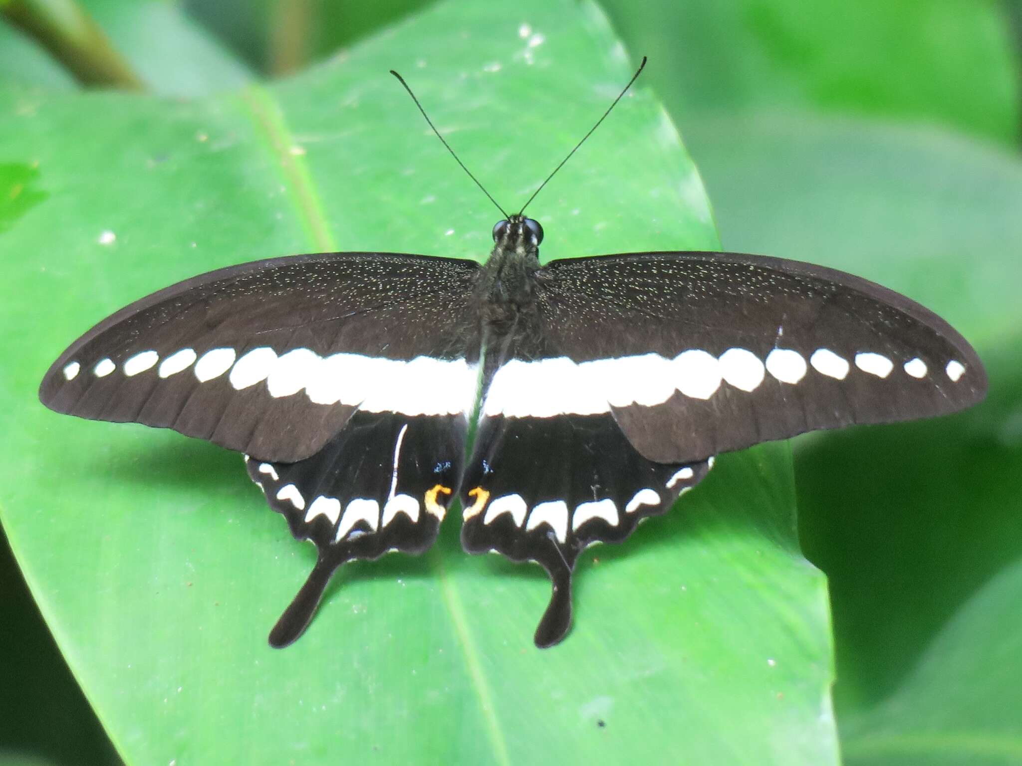 Image of Papilio demolion Cramer (1776)