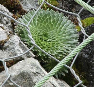 Image of Saxifraga florulenta Moretti