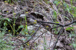 Image of Virginia's Warbler