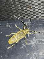 Image of Poplar Long-Horned Beetle