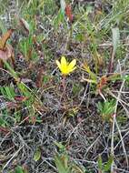 Sivun Saxifraga serpyllifolia Pursh kuva