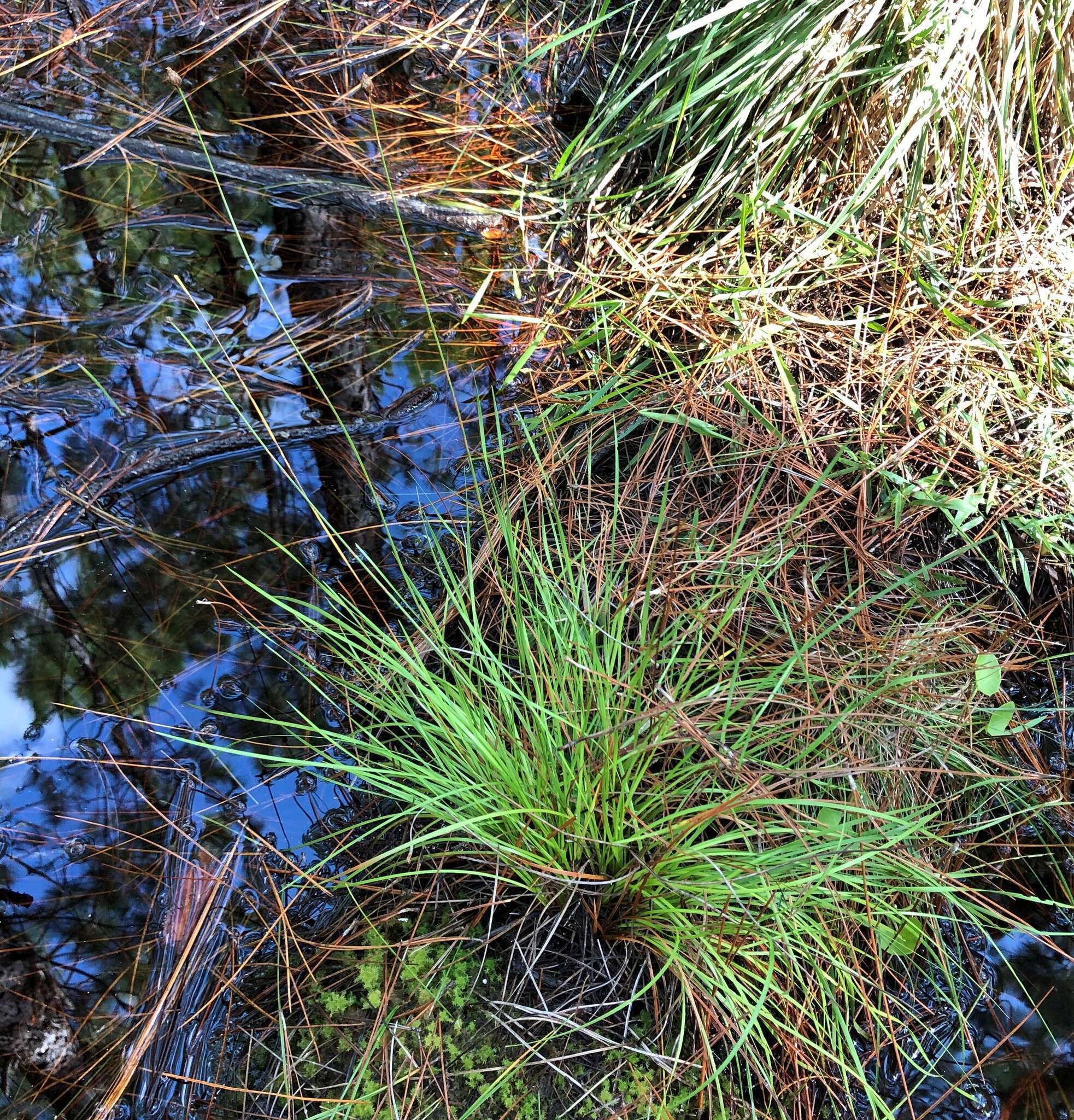 Image of Elliott's Yellow-Eyed-Grass