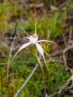 Image of Graceful spider orchid