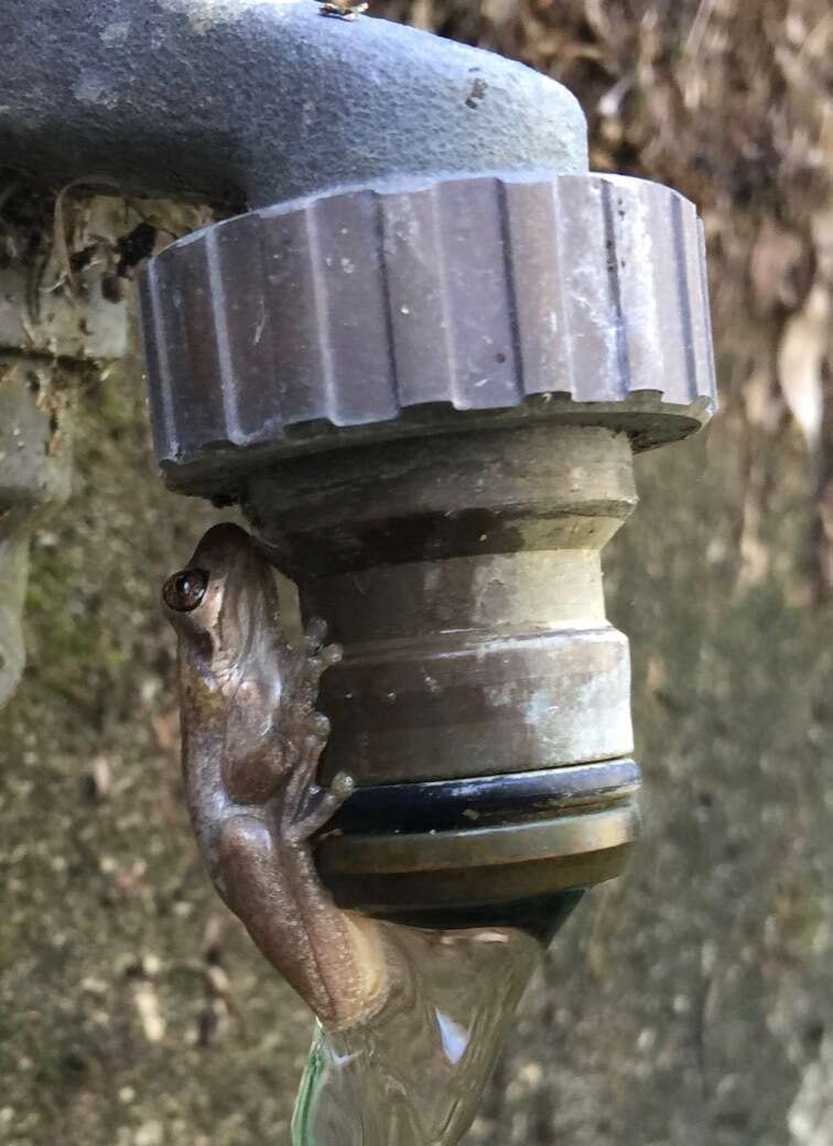 Image of Bleating Tree Frog