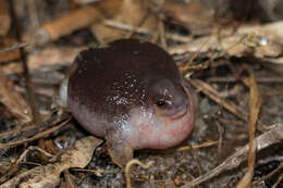 Image of Myobatrachus Schlegel ex Gray 1850