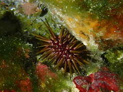 Image of reef urchin