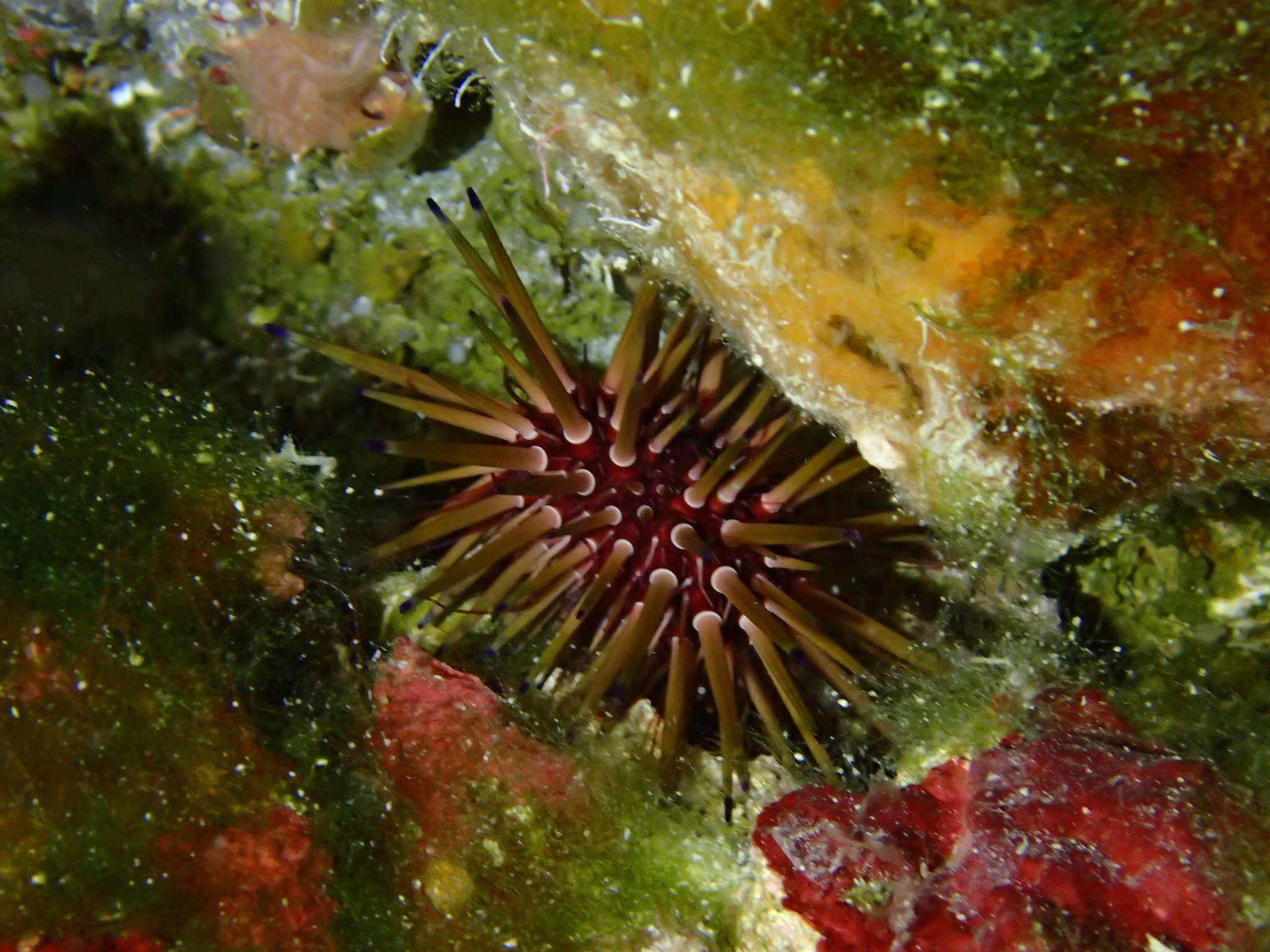 Image of reef urchin