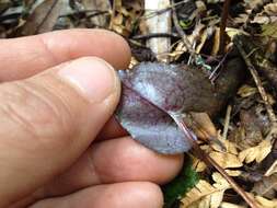 Image of Dancing spider orchid