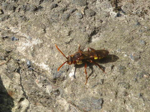 Image of Nomada flava Panzer 1798