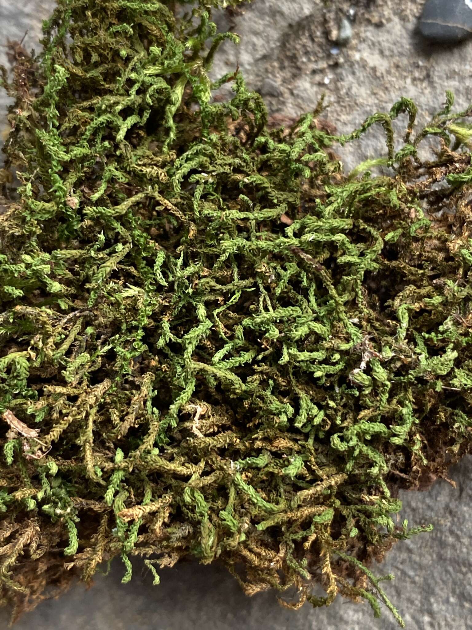 Image of Rugel's anomodon moss