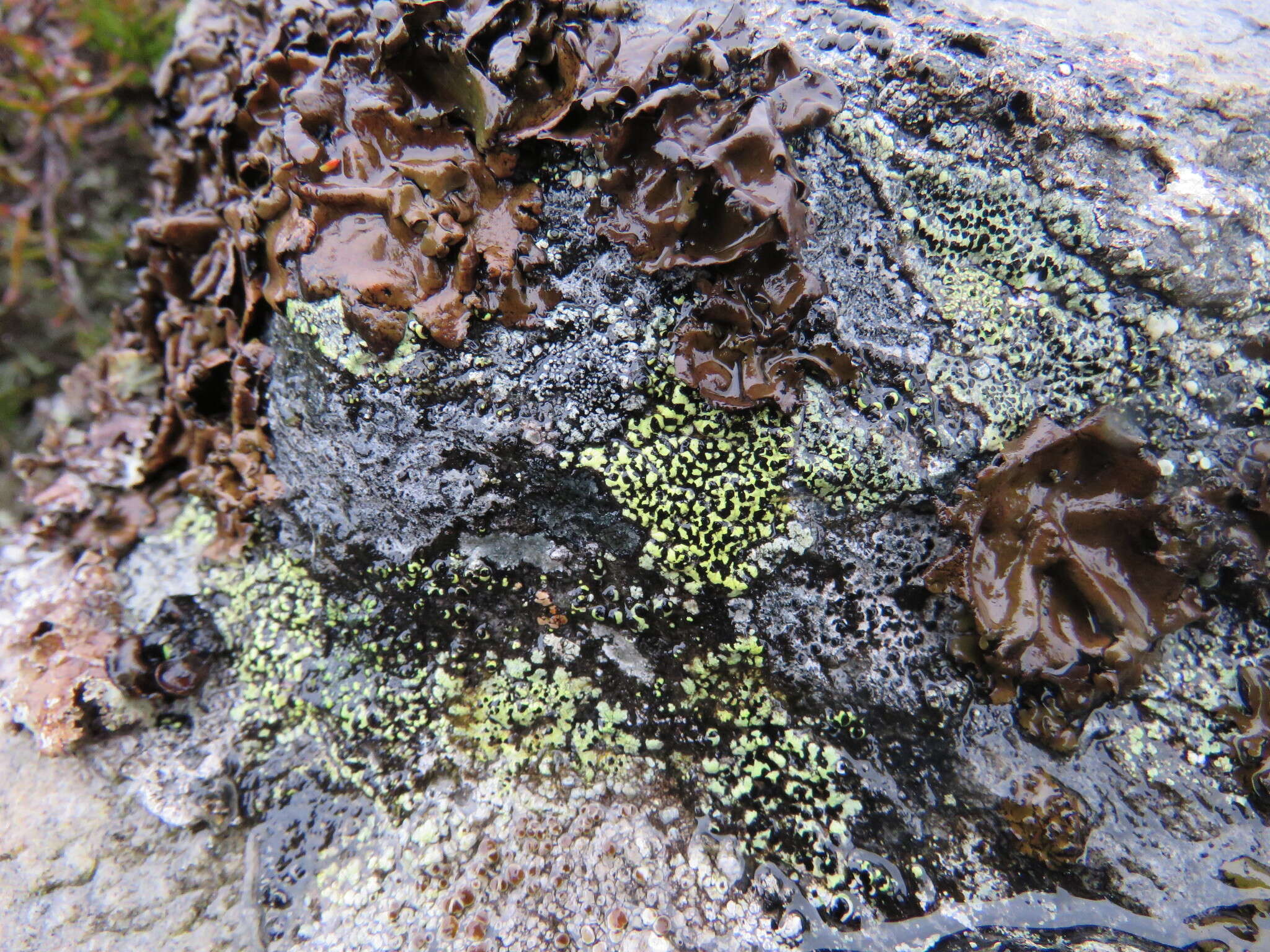 Image of lecanora map lichen