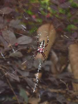 Imagem de Argiope ocula Fox 1938