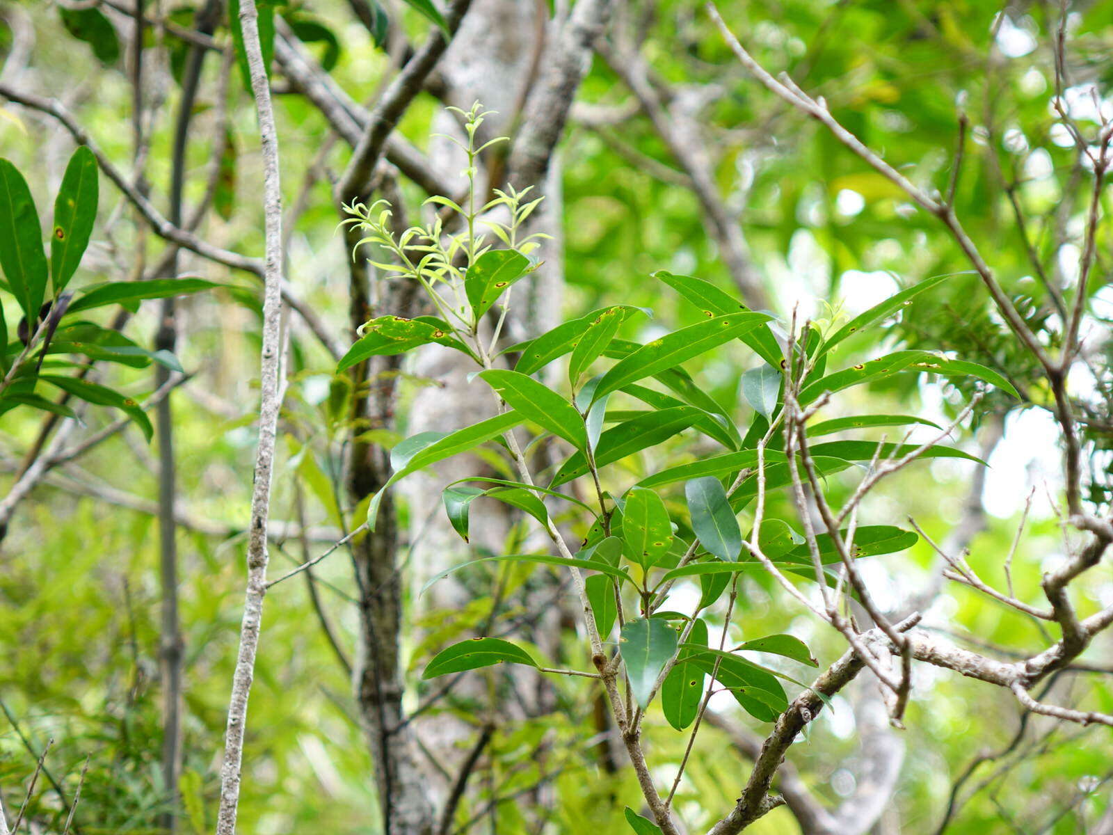 Image of Nestegis lanceolata (Hook. fil.) L. A. S. Johnson