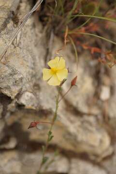 Image of Fumana arabica (L.) Spach