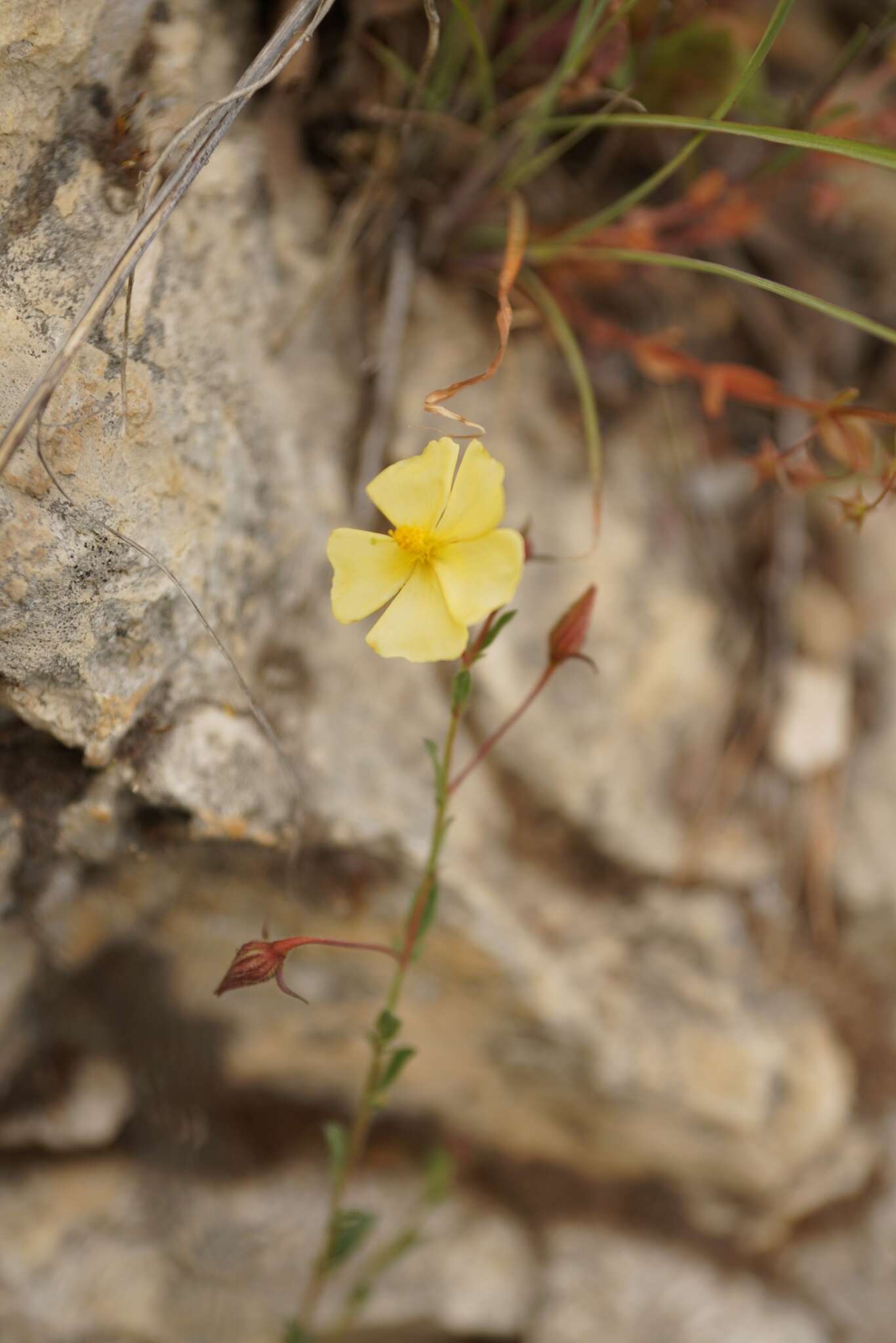 Image of Fumana arabica (L.) Spach