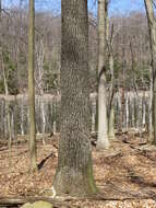 Quercus velutina Lam. resmi