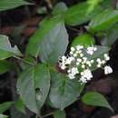 Image de Viburnum acutifolium subsp. lautum (Morton) Donoghue