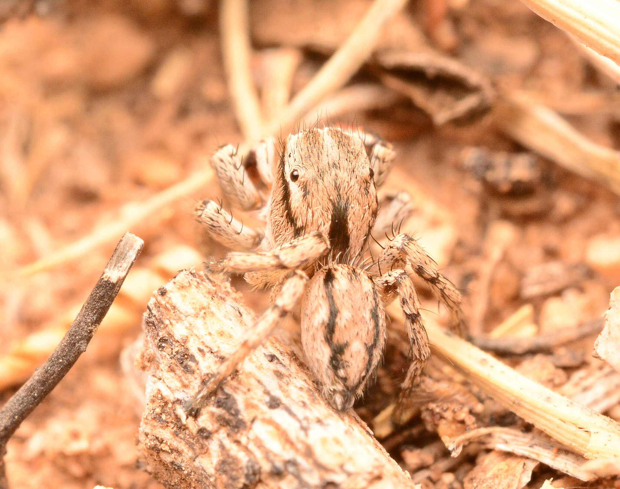 Image of Habronattus texanus (Chamberlin 1924)