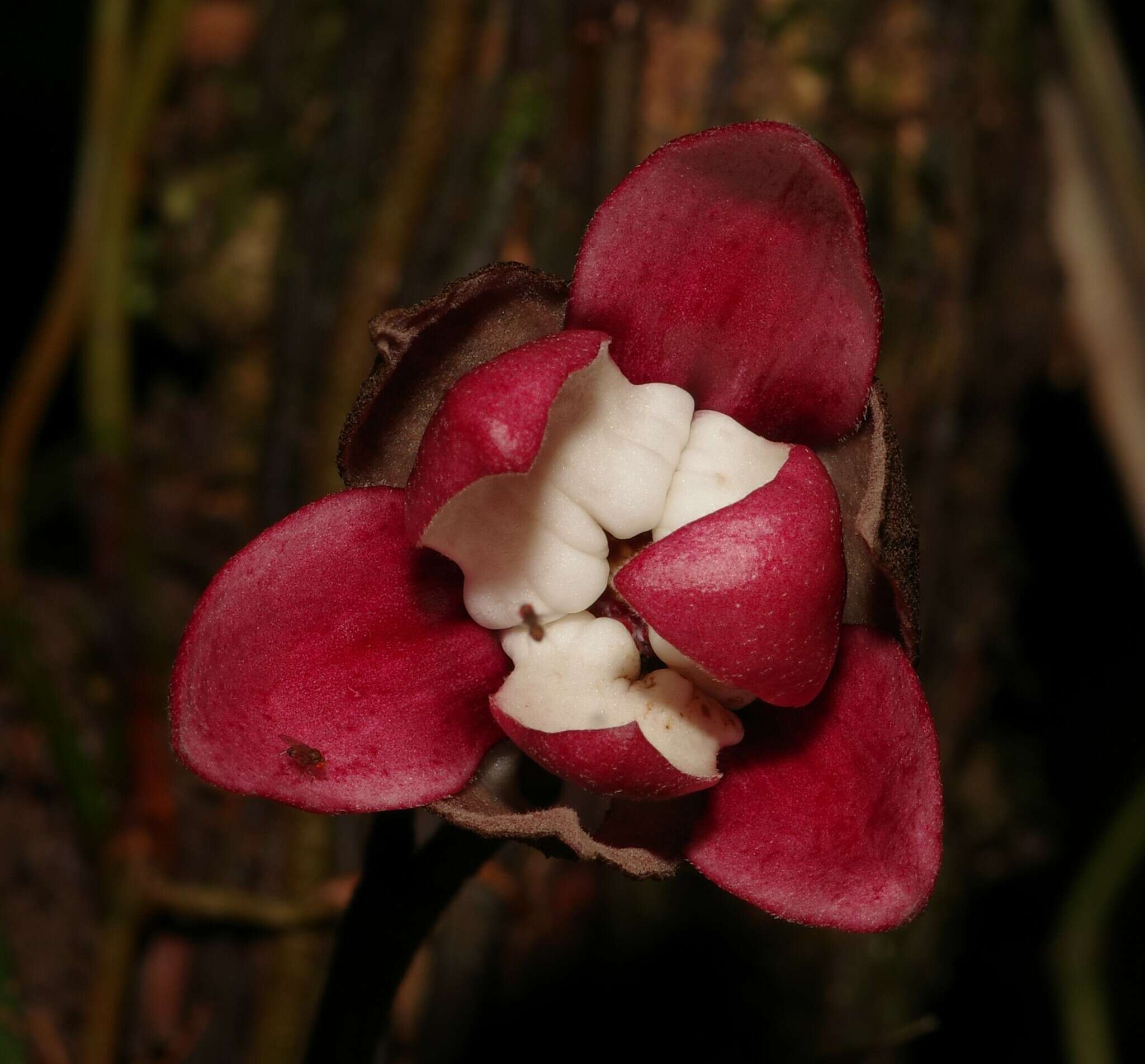 Image of Duguetia cadaverica Huber