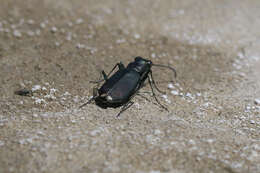 Image of Cicindela (Cicindelidia) amargosae Dahl 1939