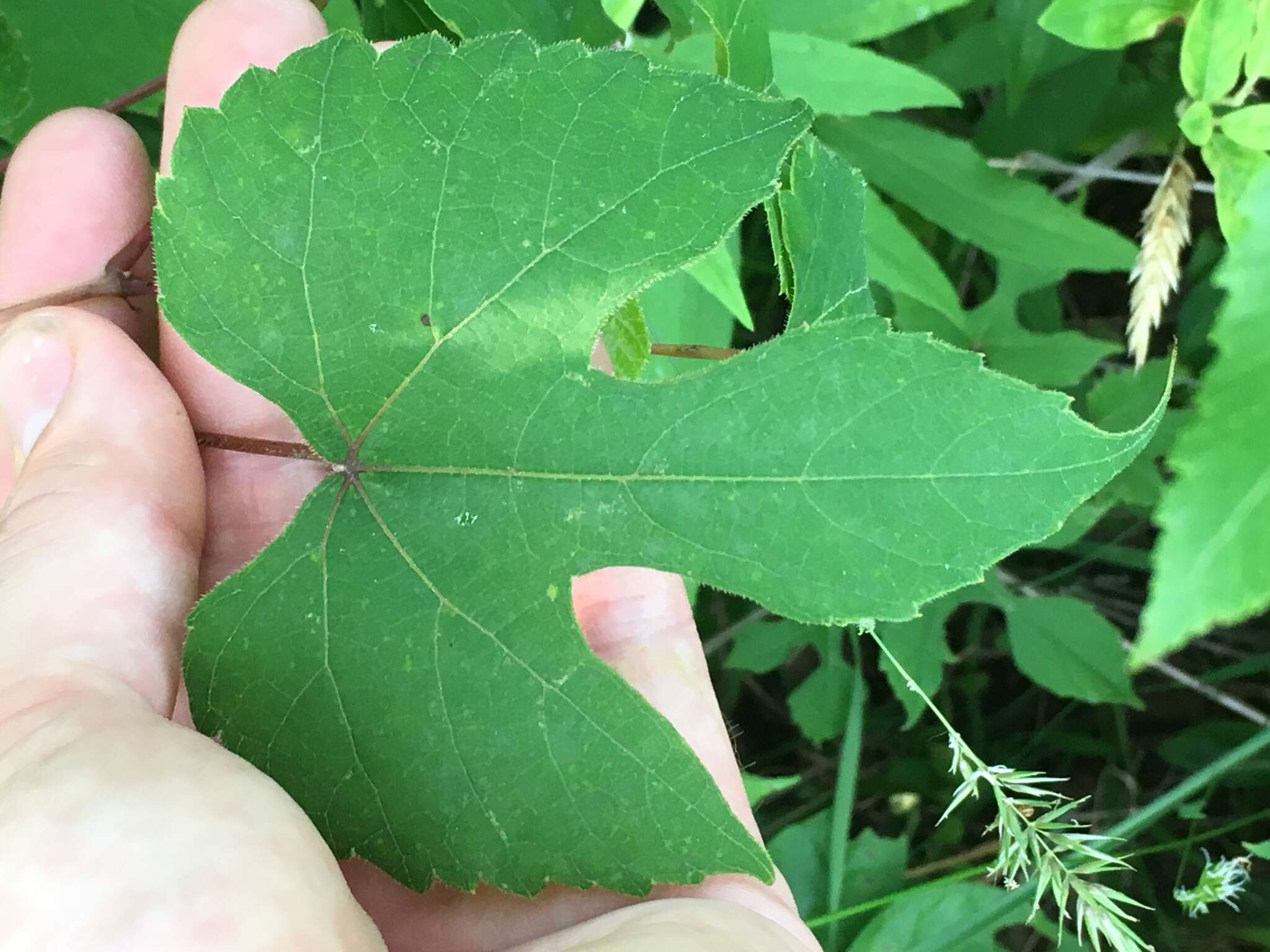 Image of graybark grape