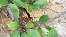 Image of Polistes mexicanus Bequard 1940