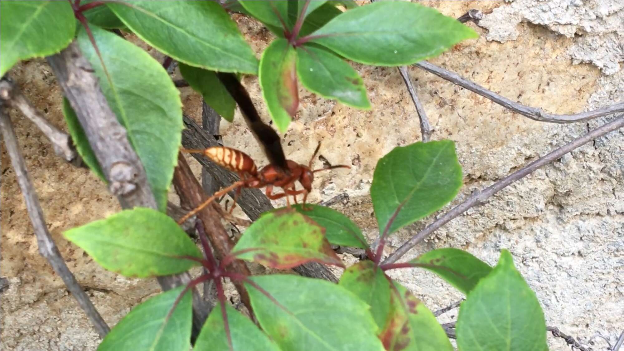 Image of Polistes mexicanus Bequard 1940