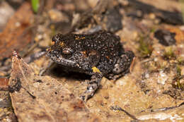 Image of Martin's Toadlet