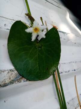 Image de Nymphoides indica subsp. indica